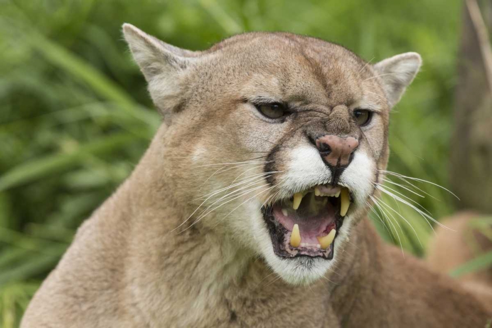 Minnesota, Sandstone Snarling cougar art print by Wendy Kaveney for $57.95 CAD