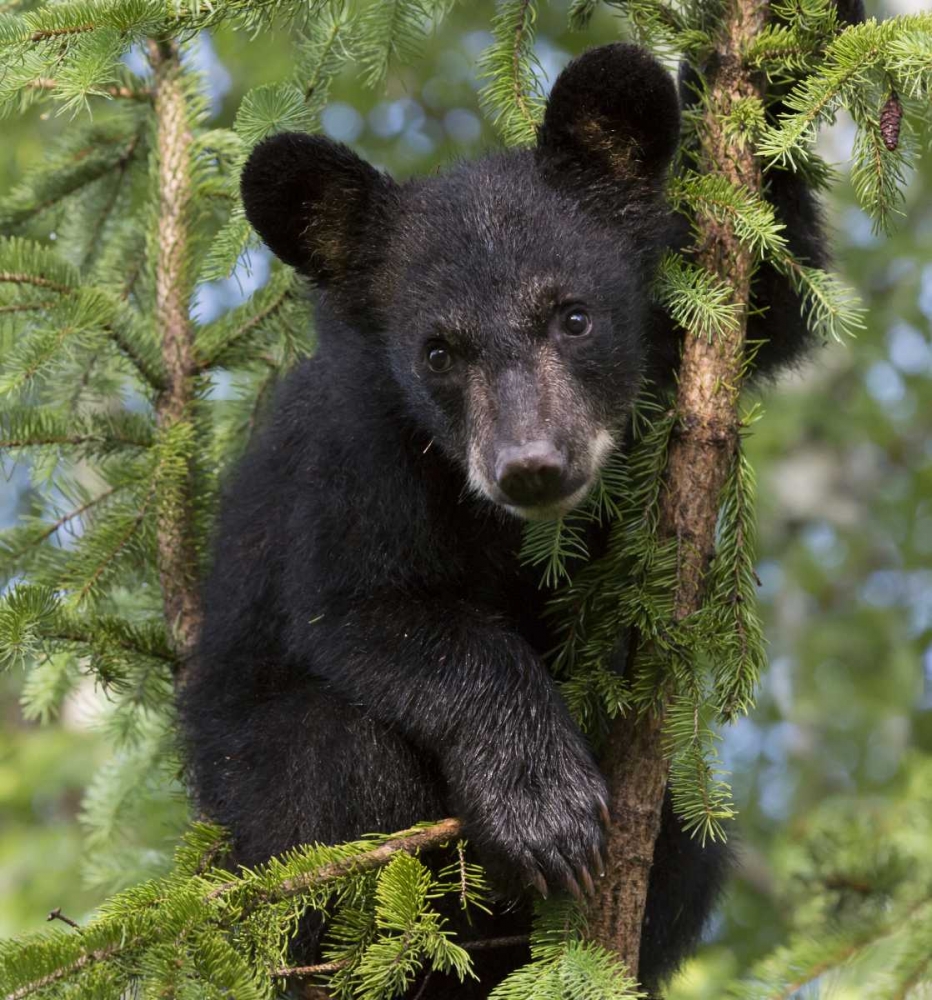 Minnesota, Sandstone Black bear cub in a tree art print by Wendy Kaveney for $57.95 CAD