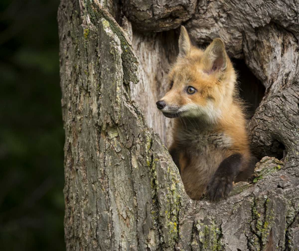 Minnesota, Sandstone Red Fox in a hollow tree art print by Wendy Kaveney for $57.95 CAD