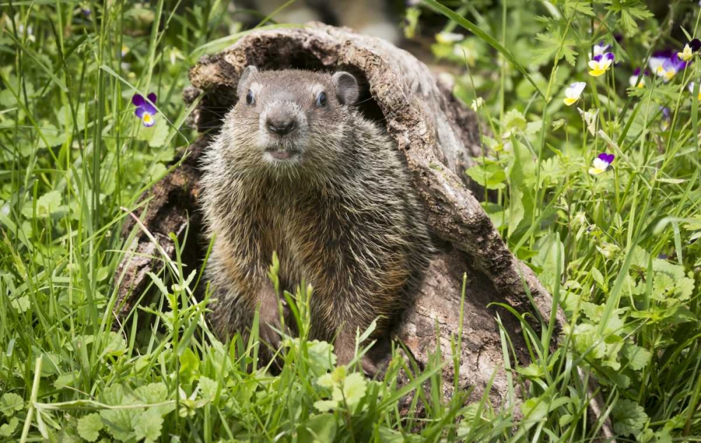 Minnesota, Sandstone Groundhog in a hollow log art print by Wendy Kaveney for $57.95 CAD