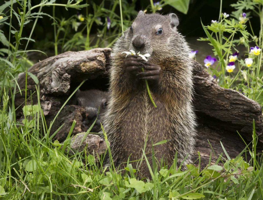 Minnesota, Sandstone Groundhog eating a flower art print by Wendy Kaveney for $57.95 CAD