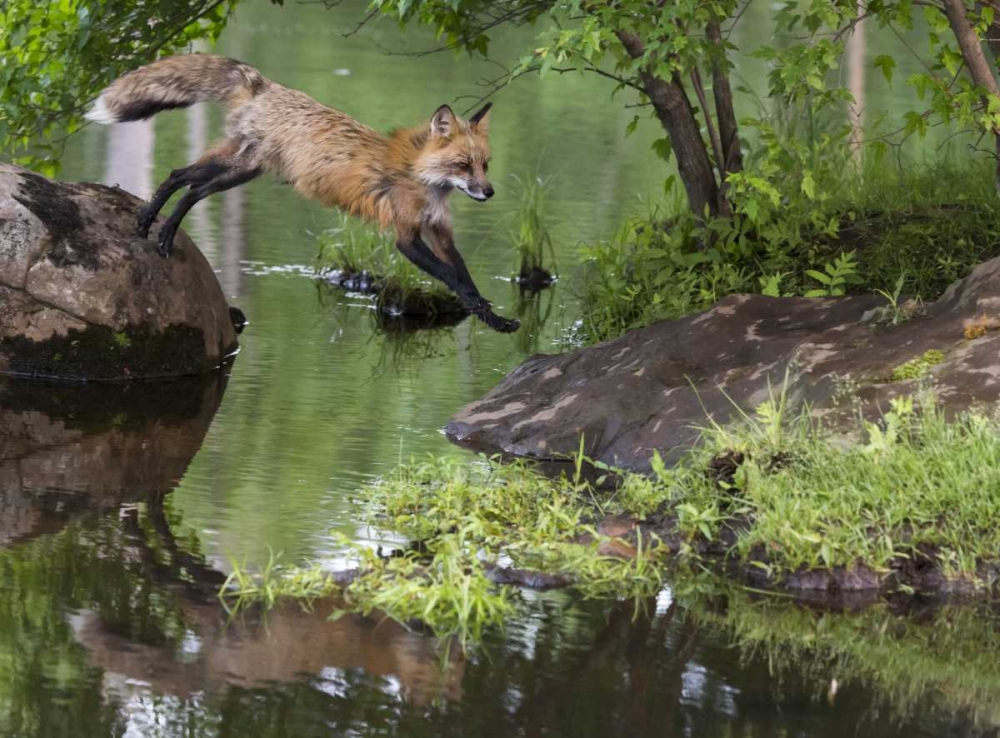 Minnesota, Sandstone Red fox leaping art print by Wendy Kaveney for $57.95 CAD