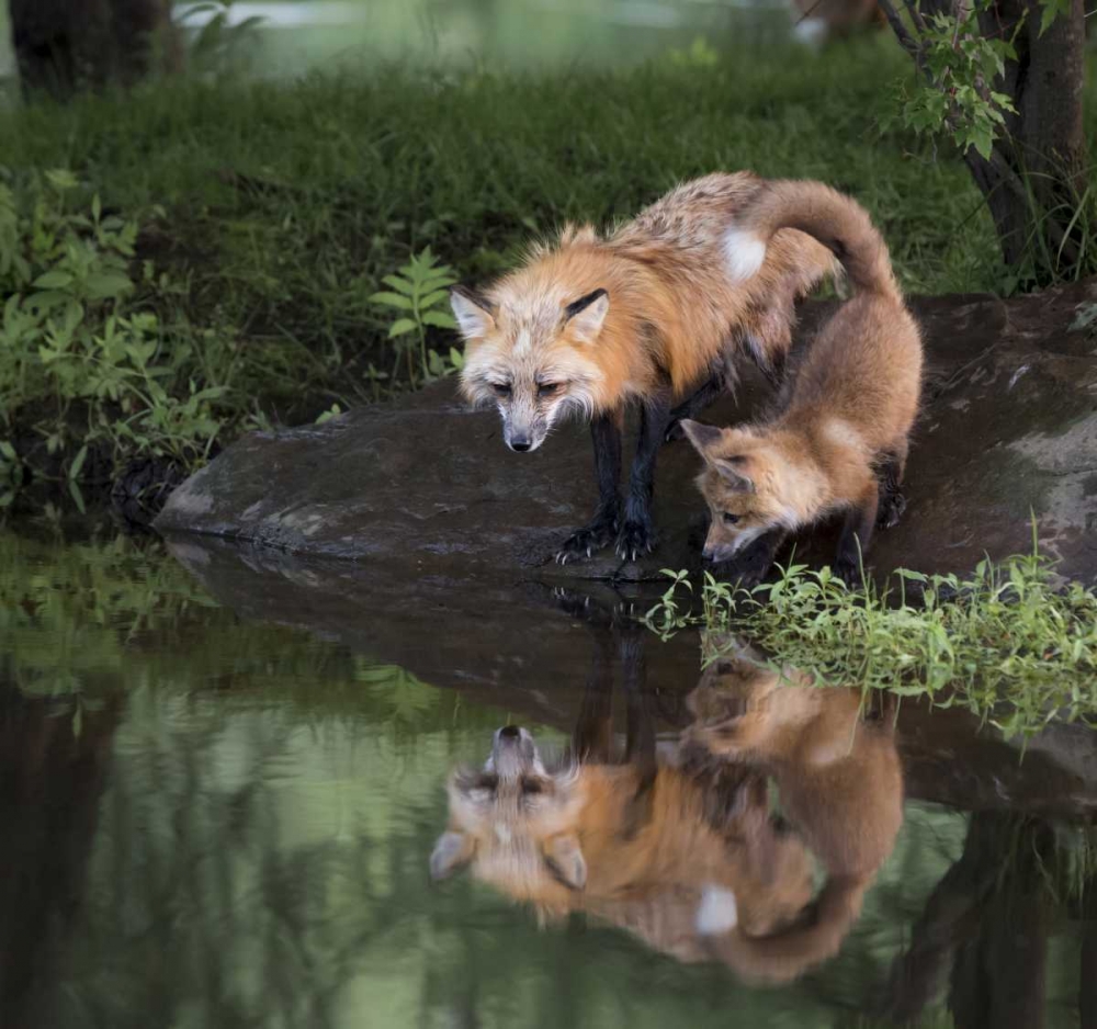 Minnesota, Sandstone Red fox and kit art print by Wendy Kaveney for $57.95 CAD