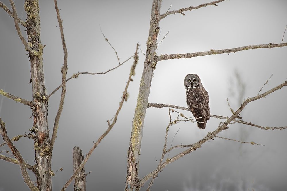 Minnesota-Sax-Zim Bog Great gray owl on tree branch on foggy winter morning art print by Jaynes Gallery for $57.95 CAD