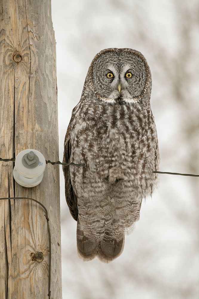Minnesota-Sax-Zim Bog Great gray owl on power line art print by Jaynes Gallery for $57.95 CAD