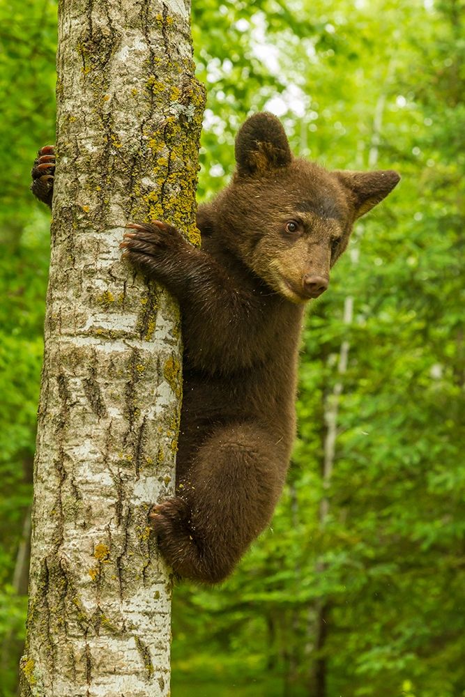 Minnesota-Pine County Black bear cub climbing tree art print by Jaynes Gallery for $57.95 CAD