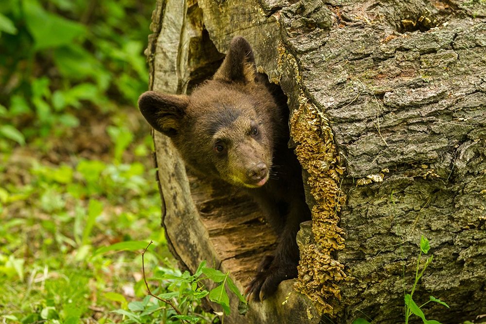 Minnesota-black bear cub-captive art print by Jaynes Gallery for $57.95 CAD