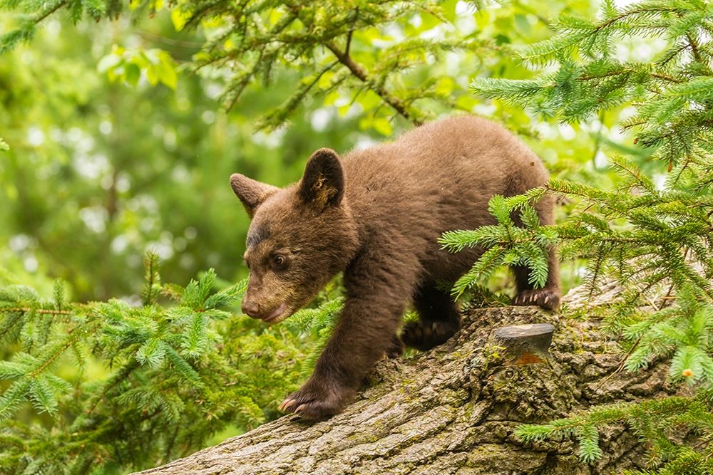 Minnesota-black bear cub-captive art print by Jaynes Gallery for $57.95 CAD