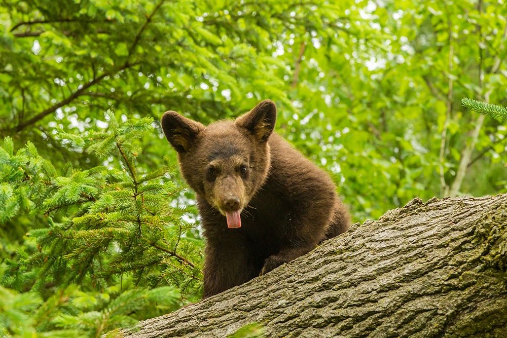 Minnesota-Pine County Black bear cub on tree art print by Jaynes Gallery for $57.95 CAD