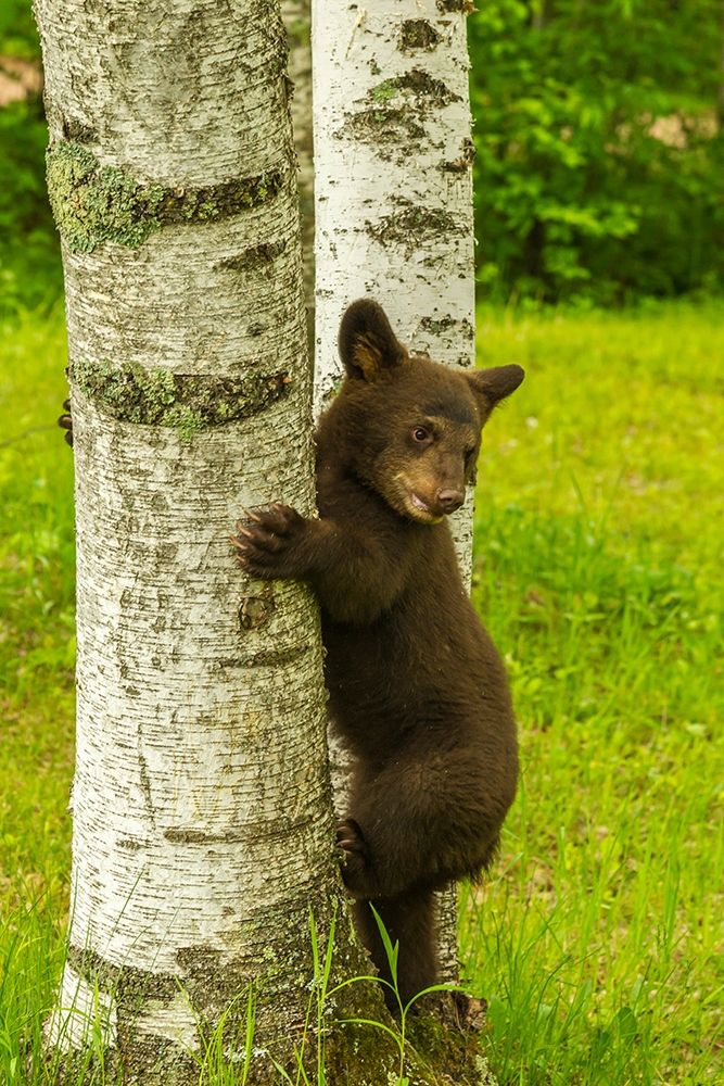 Minnesota-black bear cub climbing tree-captive art print by Jaynes Gallery for $57.95 CAD