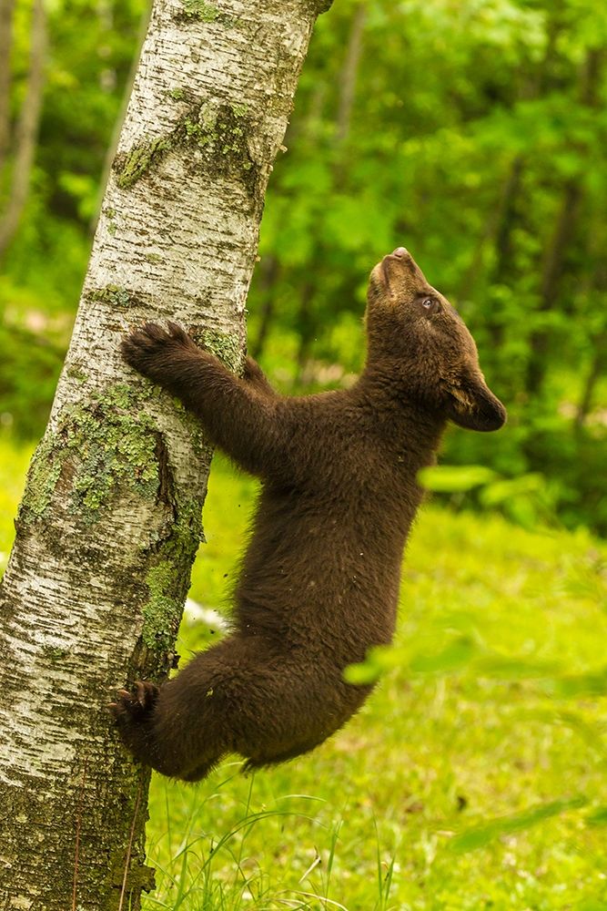 Minnesota-Pine County Black bear cub climbing tree art print by Jaynes Gallery for $57.95 CAD