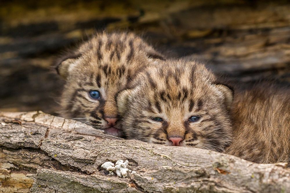 Minnesota-Pine County Bobcat kittens close-up art print by Jaynes Gallery for $57.95 CAD