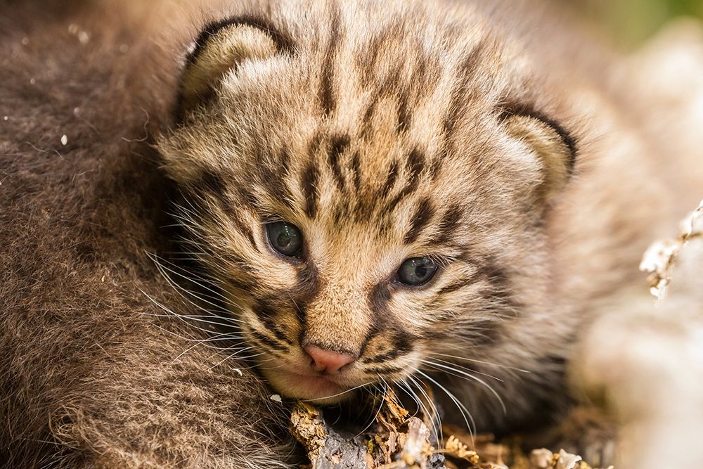 Minnesota-Pine County Bobcat kitten close-up art print by Jaynes Gallery for $57.95 CAD
