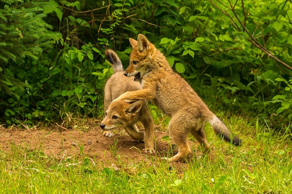 Minnesota-Pine County Coyote pups playing at den art print by Jaynes Gallery for $57.95 CAD