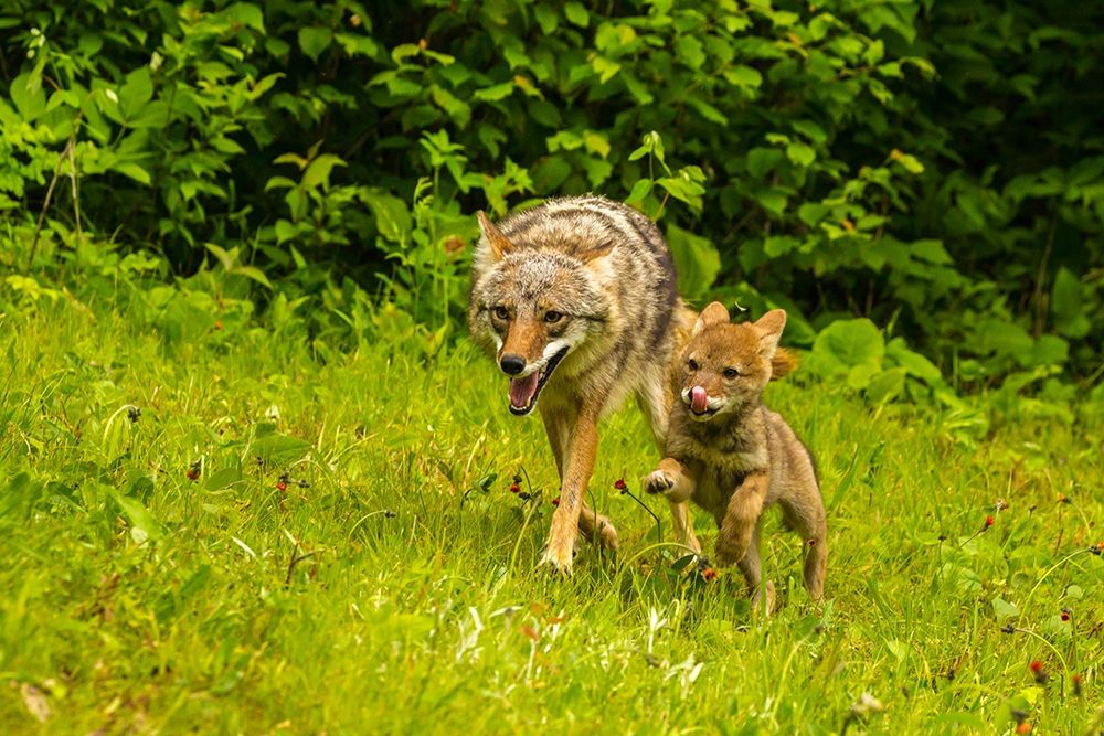 Minnesota-Pine County Coyote mother with pup art print by Jaynes Gallery for $57.95 CAD