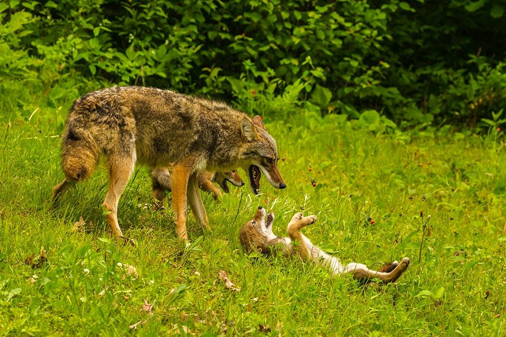 Minnesota-Pine County Coyote mother with pups art print by Jaynes Gallery for $57.95 CAD