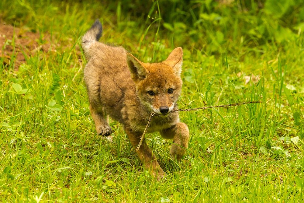 Minnesota-Pine County Coyote pup playing with stick art print by Jaynes Gallery for $57.95 CAD