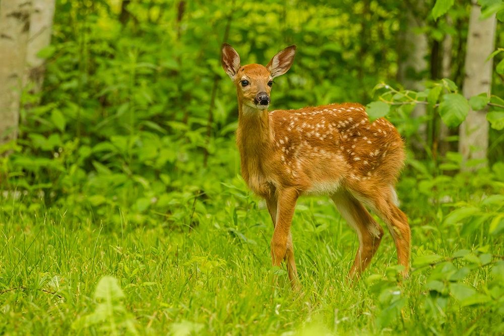 Minnesota-Pine County White-tailed deer fawn close-up art print by Jaynes Gallery for $57.95 CAD