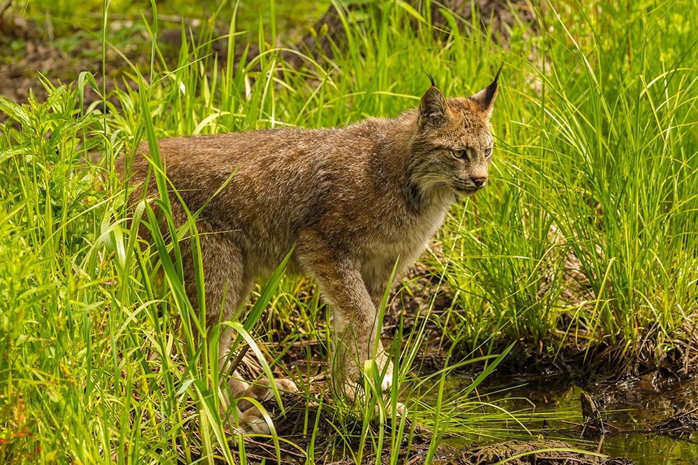 Minnesota-Pine County Lynx close-up art print by Jaynes Gallery for $57.95 CAD