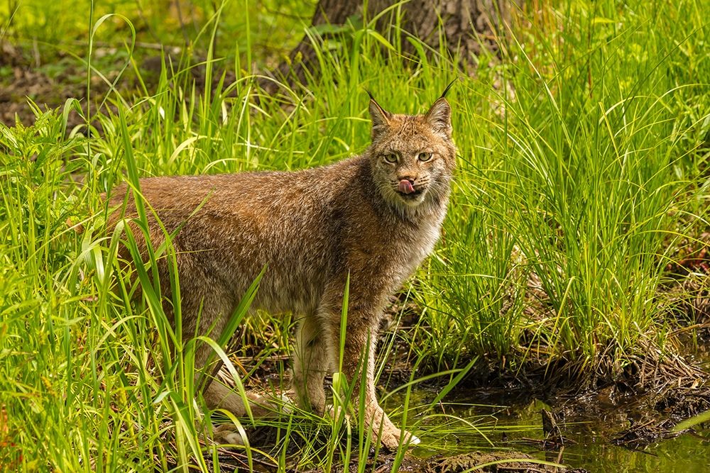 Minnesota-Pine County Lynx close-up art print by Jaynes Gallery for $57.95 CAD