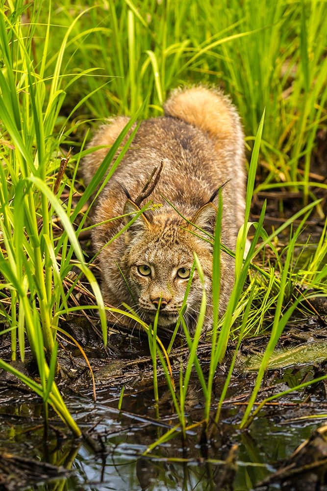 Minnesota-Pine County Lynx close-up art print by Jaynes Gallery for $57.95 CAD