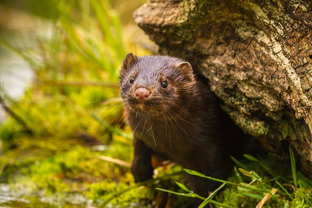 Minnesota-Pine County Mink in log art print by Jaynes Gallery for $57.95 CAD