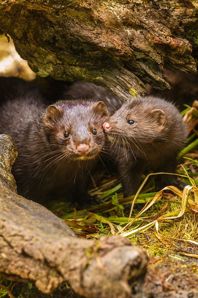 Minnesota-Pine County Mink mother and pup in log art print by Jaynes Gallery for $57.95 CAD