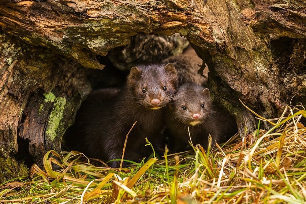 Minnesota-mink in log-captive art print by Jaynes Gallery for $57.95 CAD