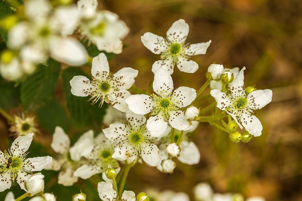 Minnesota-Pine County-blackberry blossoms art print by Jaynes Gallery for $57.95 CAD