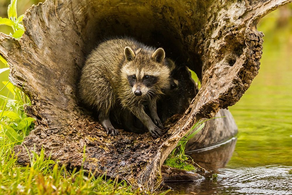 Minnesota-young raccoon in log-captive art print by Jaynes Gallery for $57.95 CAD