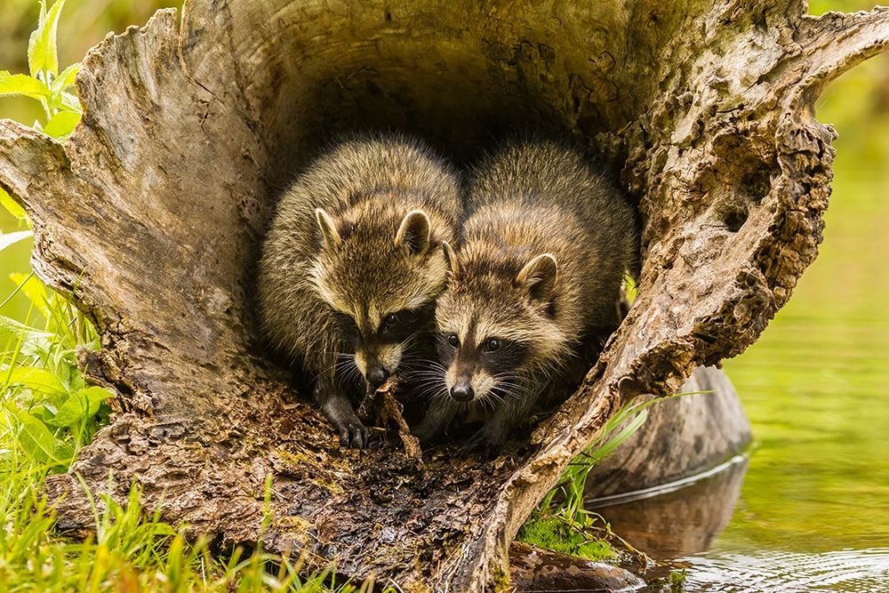 Minnesota-young raccoons in log-captive art print by Jaynes Gallery for $57.95 CAD
