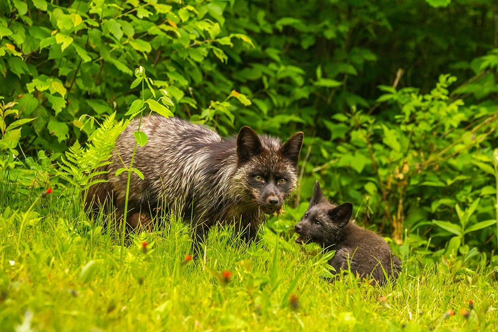 Minnesota-red fox-adult and pup-captive-black morph art print by Jaynes Gallery for $57.95 CAD