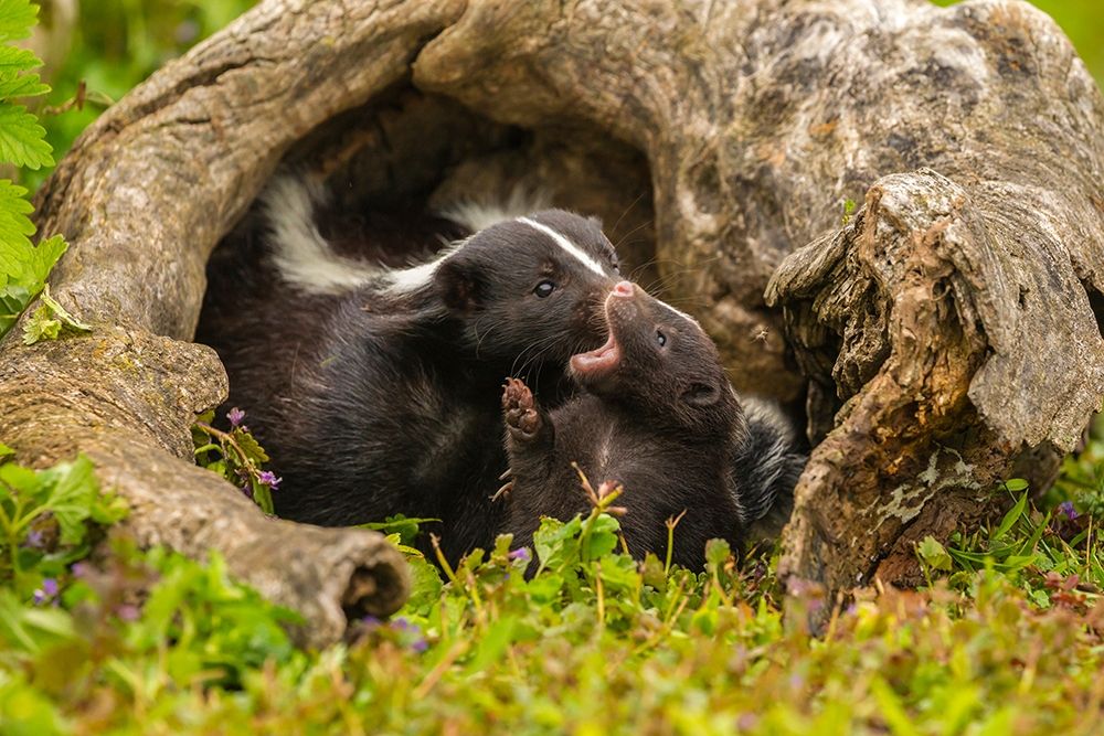 Minnesota-Pine County Striped skunk mother with kit art print by Jaynes Gallery for $57.95 CAD