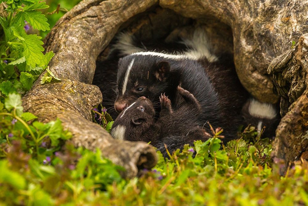 Minnesota-striped skunk-mother and kit in log-captive art print by Jaynes Gallery for $57.95 CAD