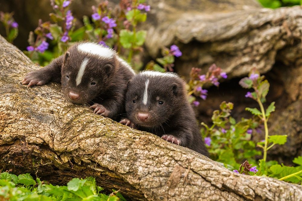 Minnesota-Pine County Striped skunk kits on log art print by Jaynes Gallery for $57.95 CAD