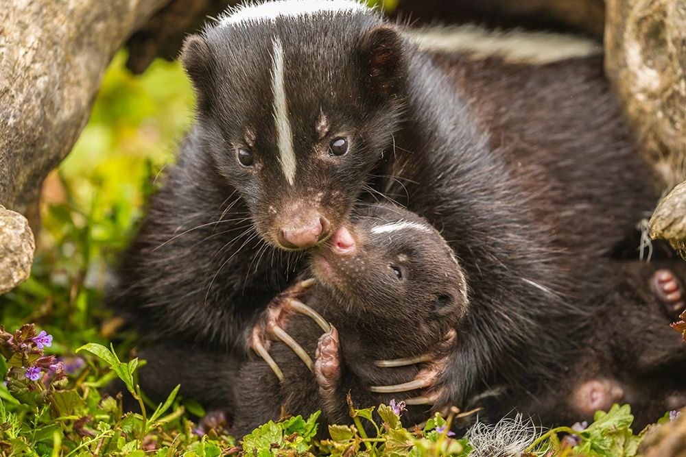 Minnesota-striped skunk-mother and kit in log-captive art print by Jaynes Gallery for $57.95 CAD