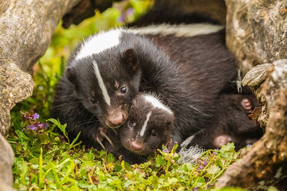 Minnesota-striped skunk-mother and kit in log-captive art print by Jaynes Gallery for $57.95 CAD