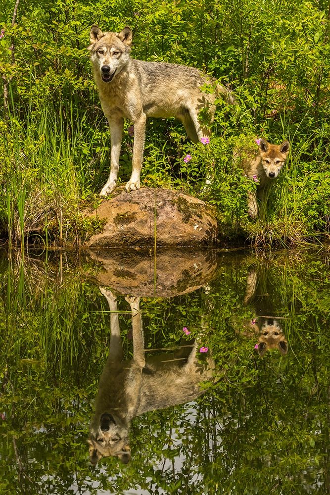 Minnesota-Pine County Wolf and pup reflect in pond art print by Jaynes Gallery for $57.95 CAD