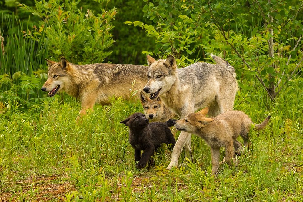 Minnesota-Pine County Adult wolves and pups art print by Jaynes Gallery for $57.95 CAD