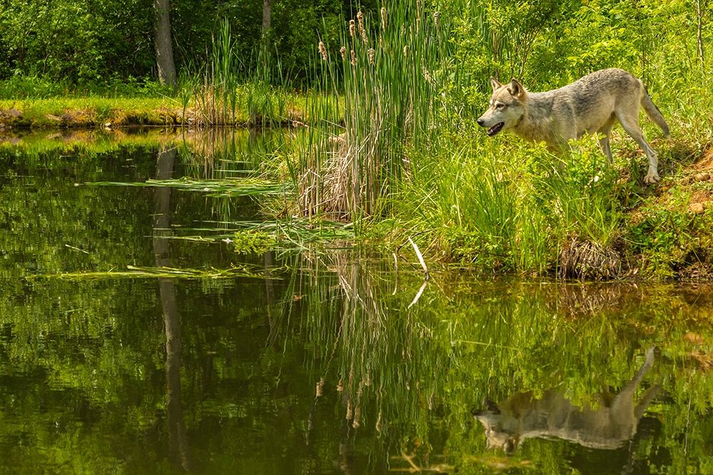 Minnesota-Pine County Wolf reflects in pond art print by Jaynes Gallery for $57.95 CAD