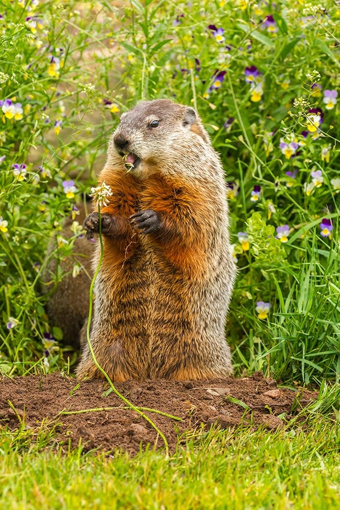 Minnesota-woodchuck eating-captive art print by Jaynes Gallery for $57.95 CAD