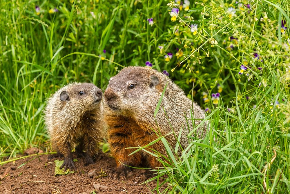 Minnesota-Pine County Adult woodchuck and kits art print by Jaynes Gallery for $57.95 CAD