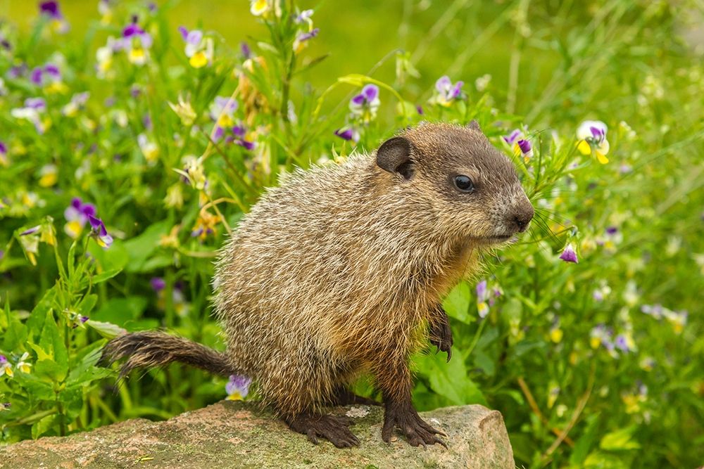 Minnesota-woodchuck kit-captive art print by Jaynes Gallery for $57.95 CAD