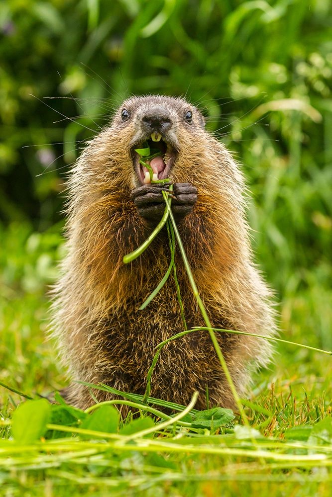 Minnesota-woodchuck-eating-teeth-captive art print by Jaynes Gallery for $57.95 CAD