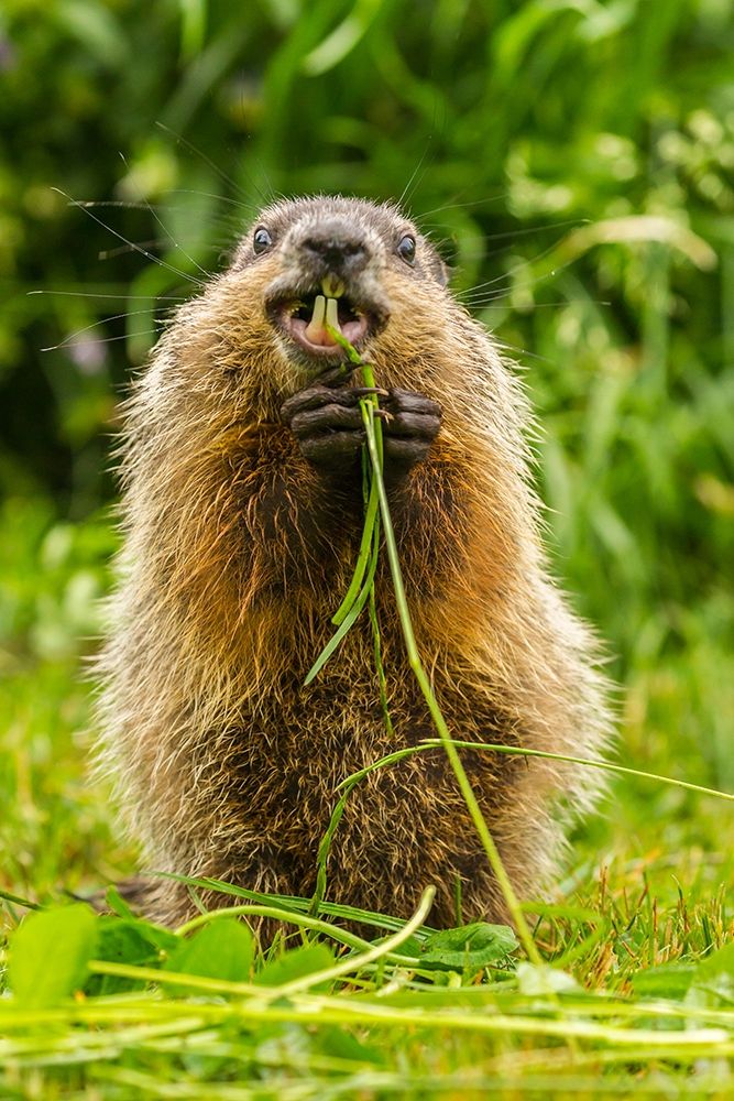 Minnesota-Pine County Adult woodchuck eating art print by Jaynes Gallery for $57.95 CAD