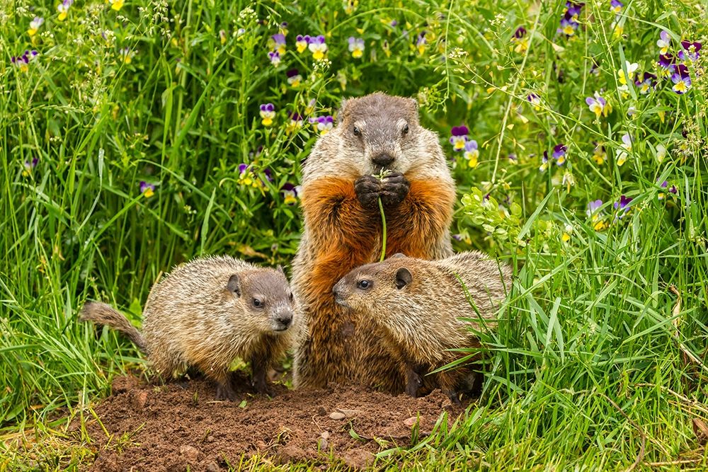 Minnesota-Pine County Adult woodchuck eating and kits art print by Jaynes Gallery for $57.95 CAD