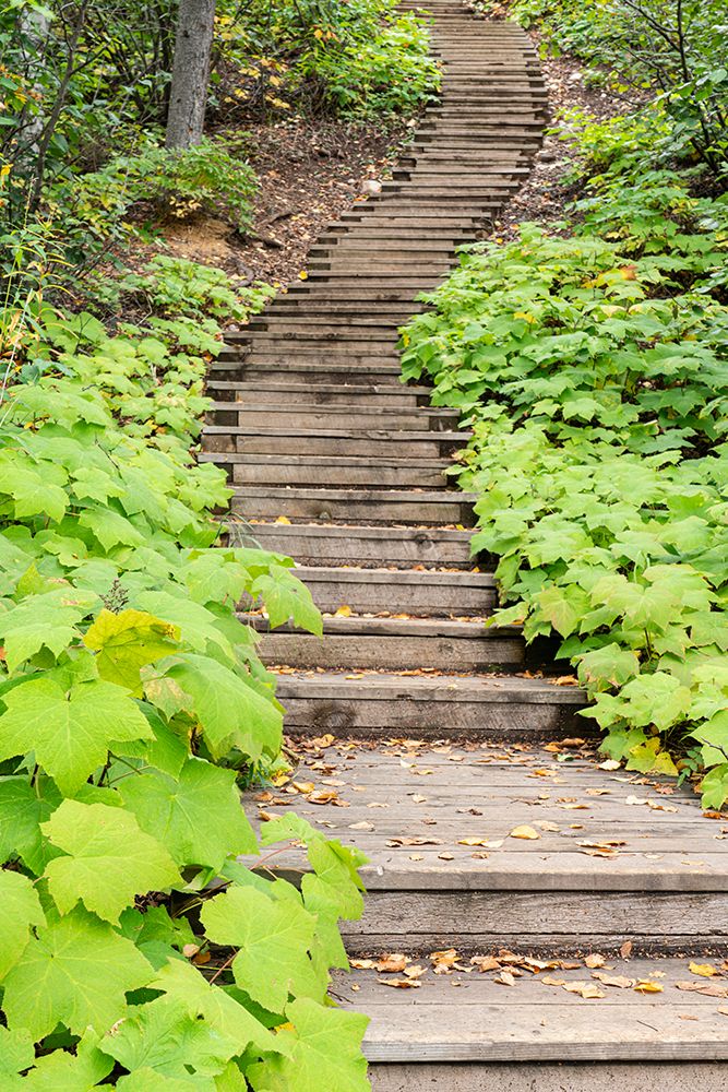 USA, Minnesota, Temperance River State Park. Winding wooden staircase in park. art print by Jaynes Gallery for $57.95 CAD