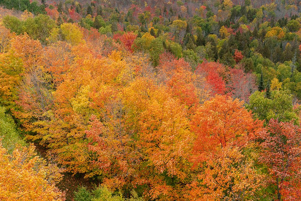 USA, Minnesota, Superior National Forest. Autumn forest colors. art print by Jaynes Gallery for $57.95 CAD