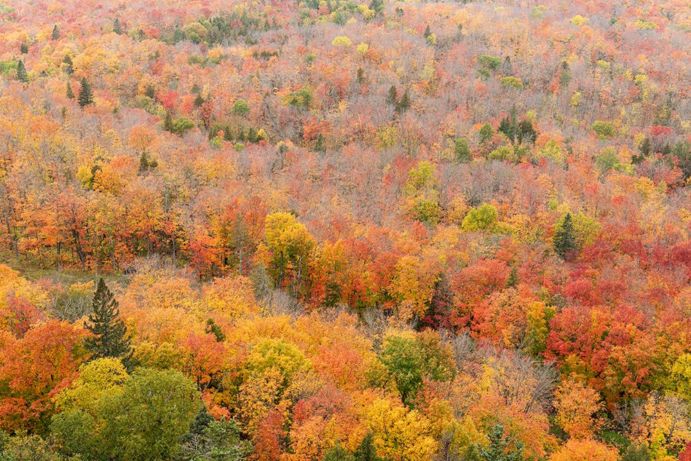 USA, Minnesota, Superior National Forest. Autumn forest colors. art print by Jaynes Gallery for $57.95 CAD