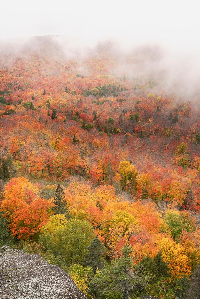 USA, Minnesota, Superior National Forest. Autumn forest colors and fog. art print by Jaynes Gallery for $57.95 CAD